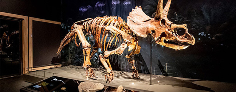 Triceratops Groot