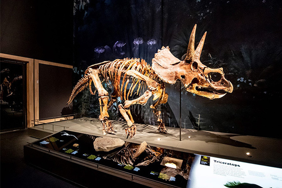Triceratops Groot