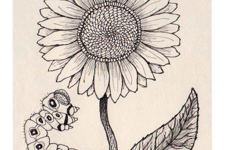 6Zonnebloem Getekend Met Fineliner